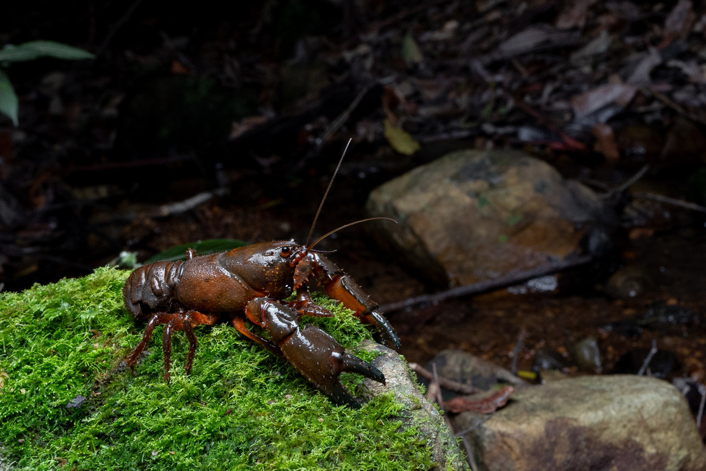 Euastacus reductus