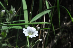 Adela septentrionella