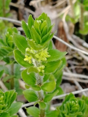 Cruciata glabra krylovii