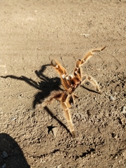 Grammostola rosea