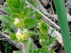 Cruciata glabra krylovii