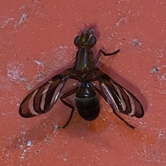 Tritoxa incurva