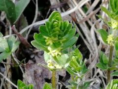 Cruciata glabra krylovii