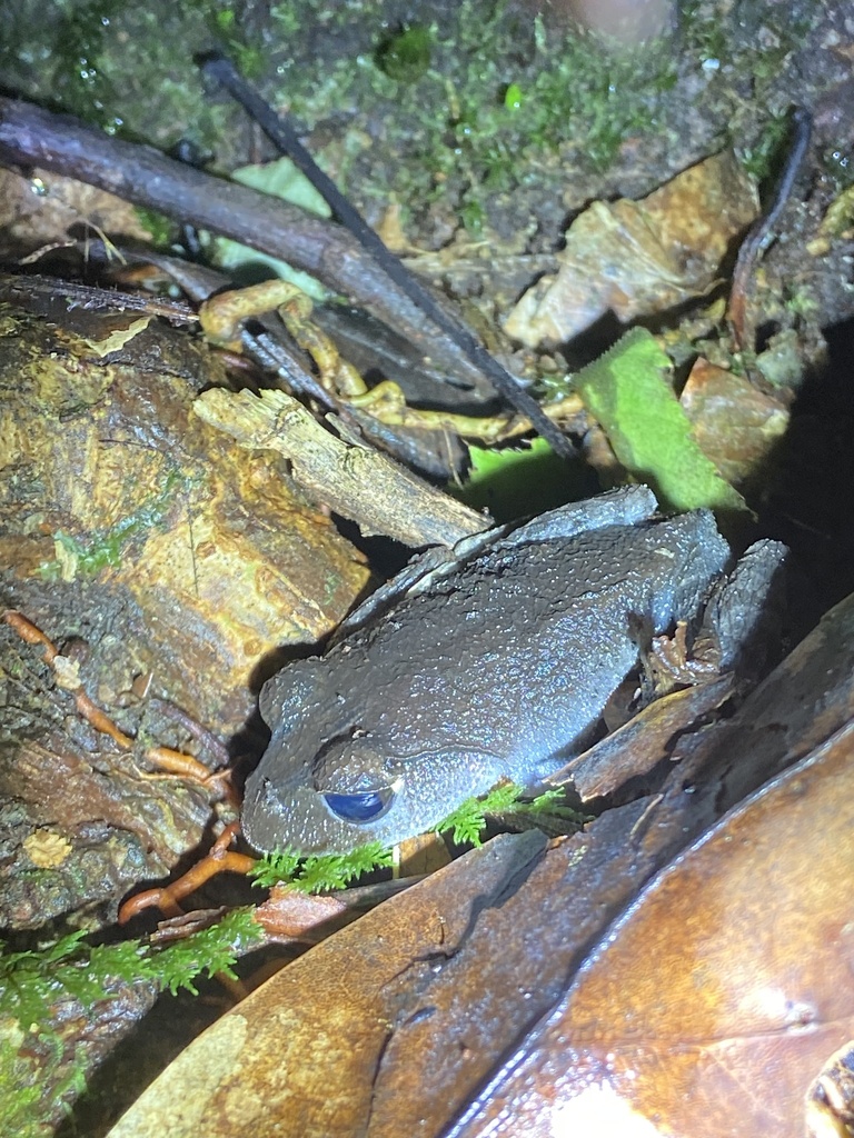Tay Nguyen Spadefoot Toad