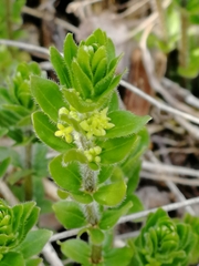 Cruciata glabra krylovii