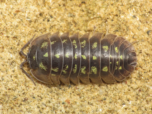 Southern Pill Woodlouse, 67012 Corroccioni, Province of L'Aquila, Italy, photo 5 of 10