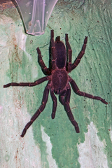 Chilobrachys stridulans