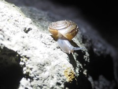 Helminthoglypta benitoensis