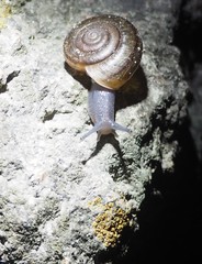 Helminthoglypta benitoensis