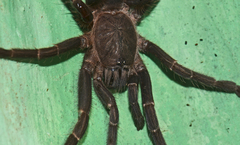 Chilobrachys stridulans