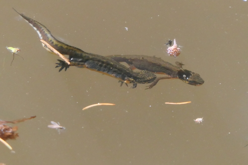 Carpathian Newt, 756 27 Malá Bystřice-Valašská Bystřice, Česko, photo 10 of 10