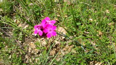 Dianthus capitatus