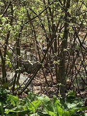 Dumetella carolinensis