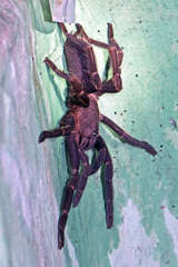 Chilobrachys stridulans