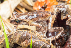 Chinting Alpine Toad photo 4