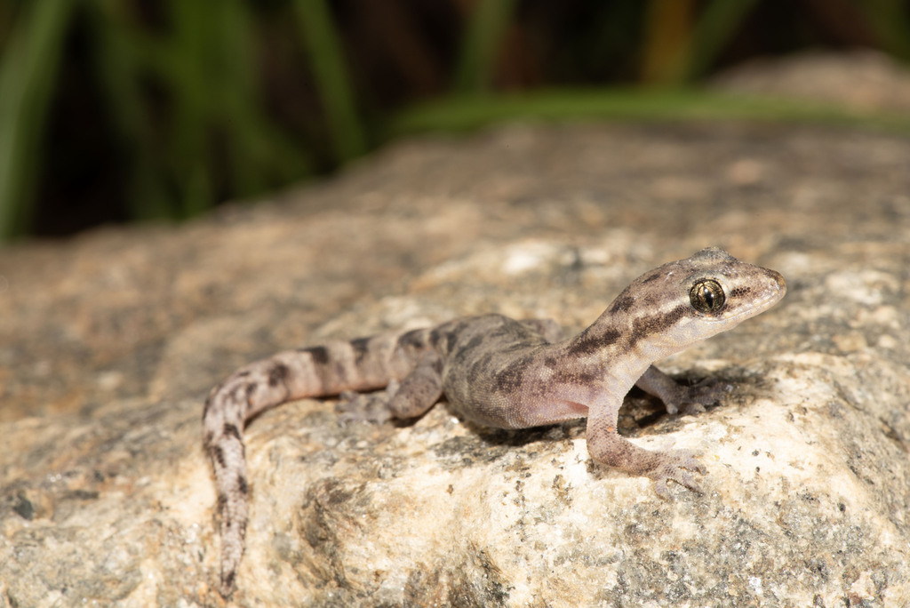 Coonoor Dravid Gecko