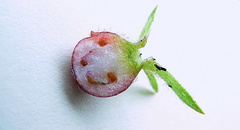 Sabicea cinerea