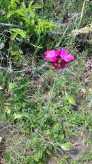 Dianthus capitatus