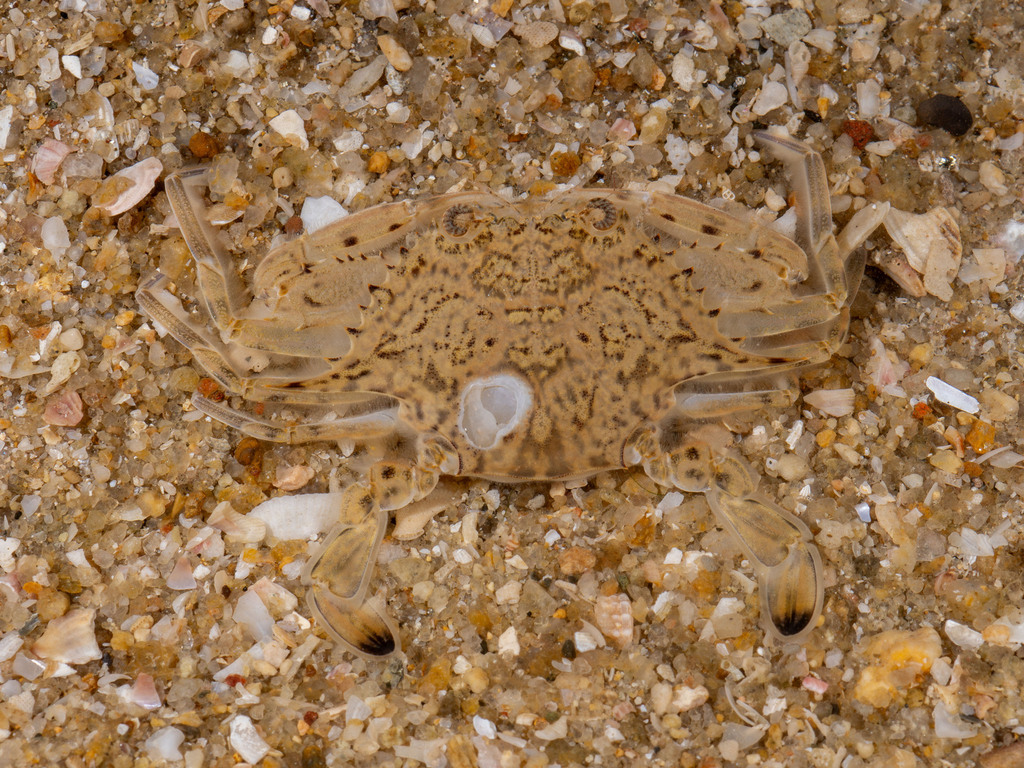 Eodemus pseudohastatoides