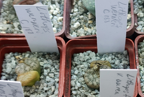 Lithops werneri Schwantes & H.Jacobsen 2
