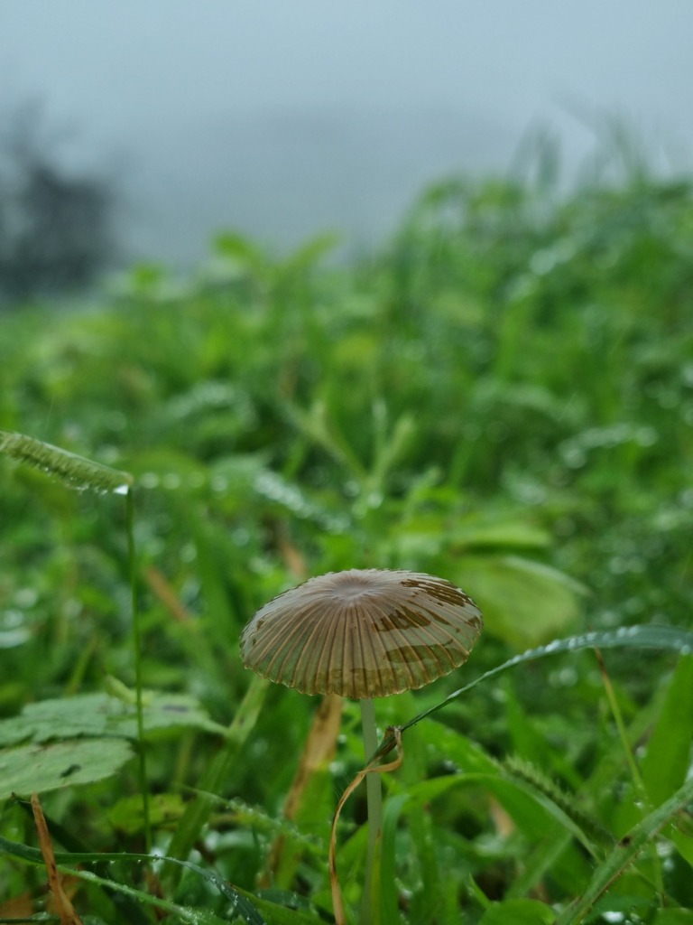 Parasola malakandensis