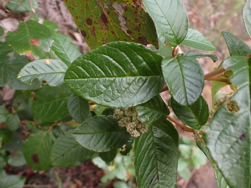 Image of Pomaderris elliptica by (c) ttsquid, some rights reserved (CC BY)