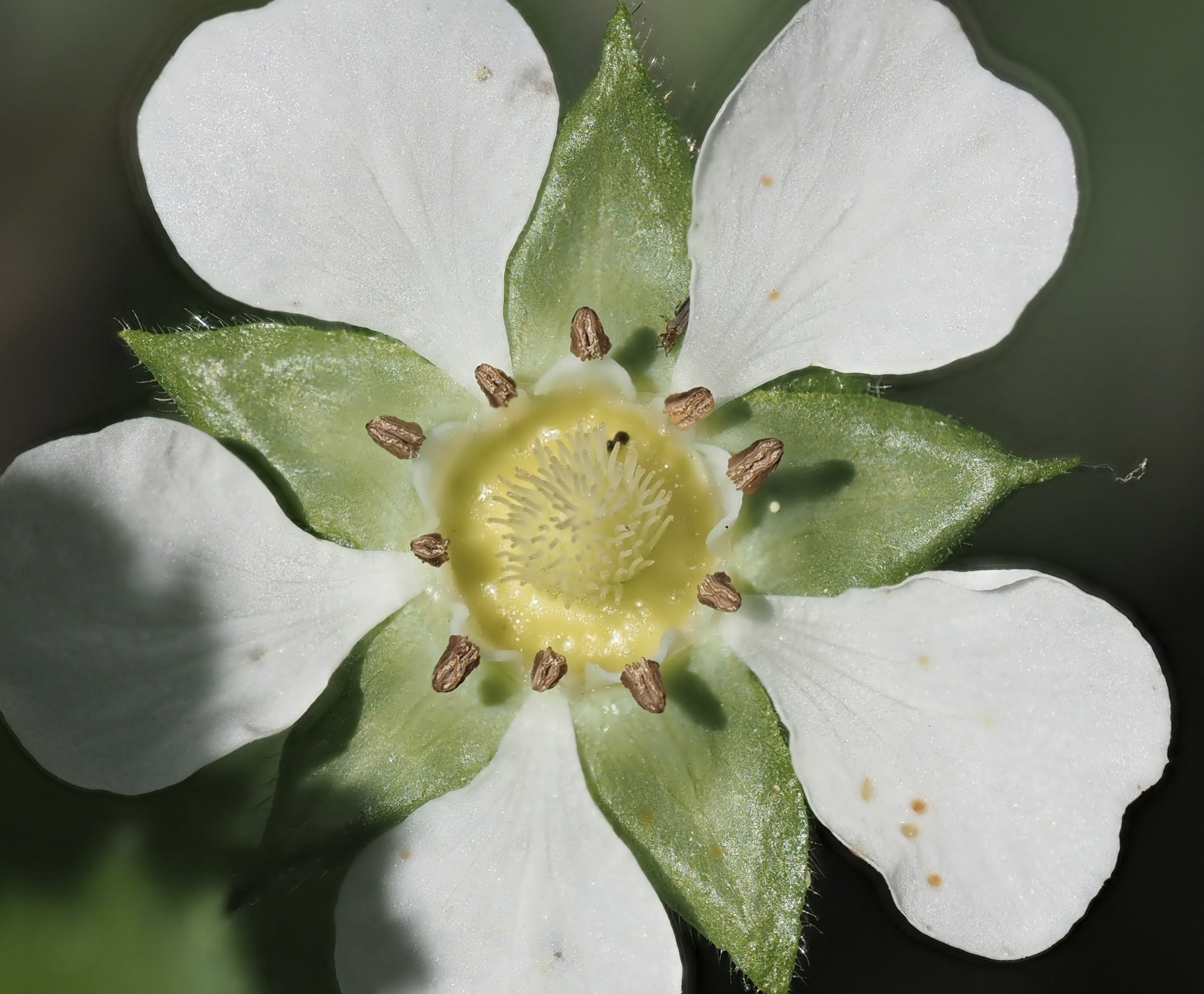 Horkelia truncata