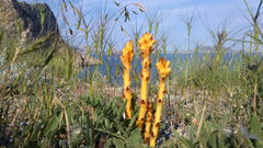 Orobanche kochii