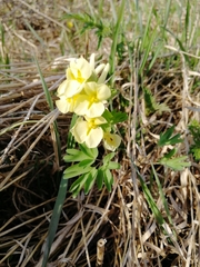 Corydalis bracteata