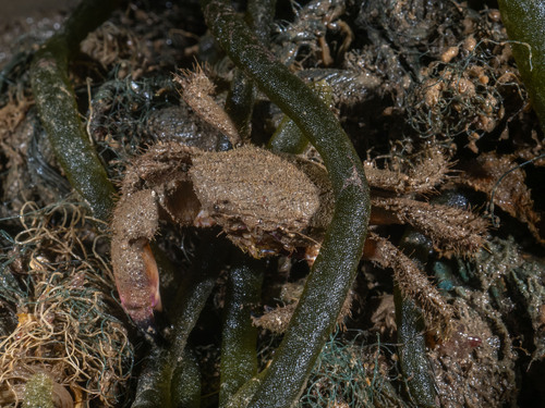 Pilumnus longicornis observed 2024-05-10