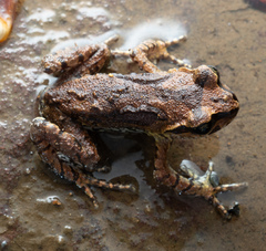 Chinting Alpine Toad photo 2