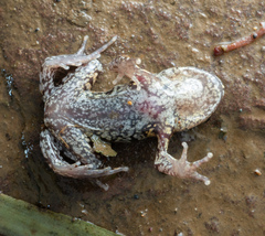 Chinting Alpine Toad photo 3