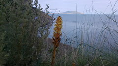 Orobanche kochii