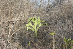 Opuntia cochenillifera