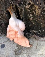 Lycogala