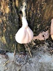 Lycogala