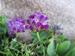 Trifolium burchellianum