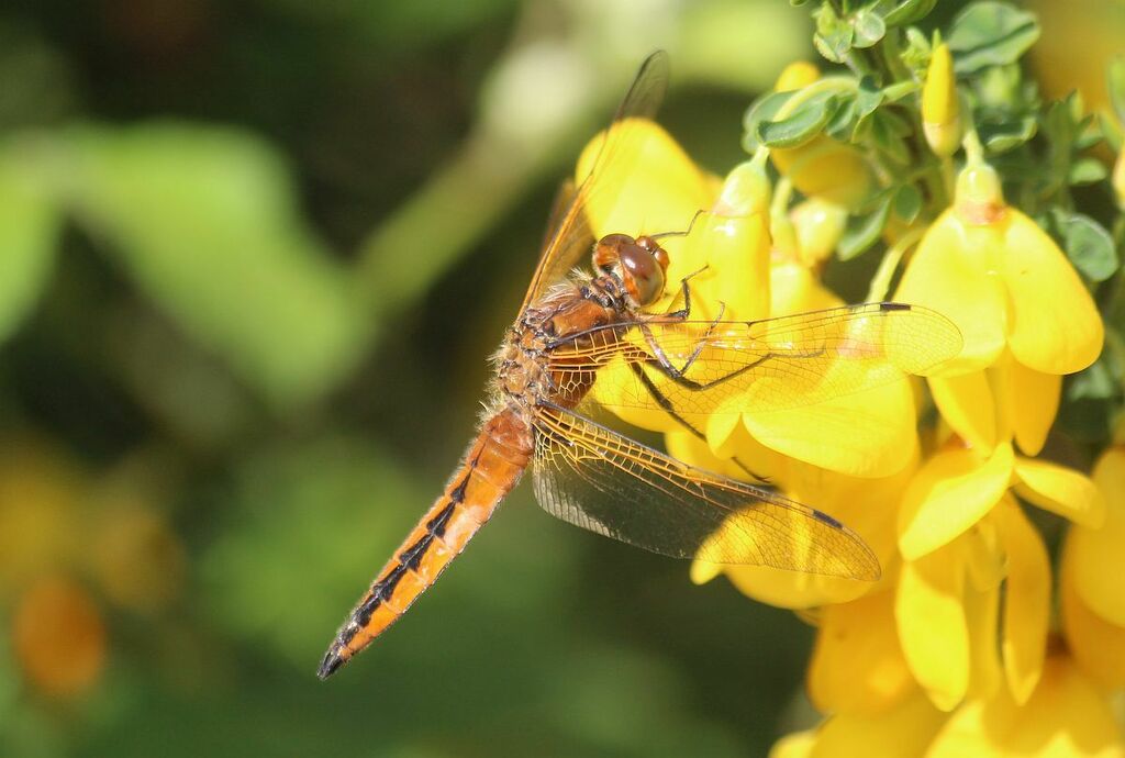 Scarce Chaser from Hartlebury Common, StourportonSevern, UK on May 19, 2024 at 0856 AM by