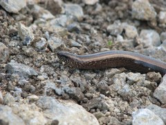 Anguis fragilis