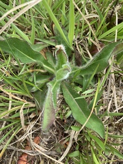Hieracium longipilum