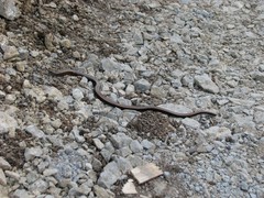 Anguis fragilis