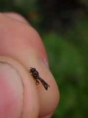 Eristalinae