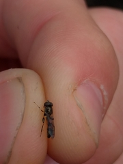 Eristalinae