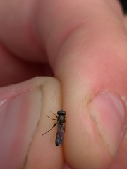 Eristalinae