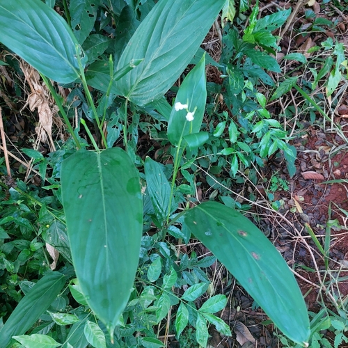 Maranta arundinacea iNat (2)