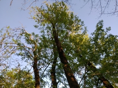 Fraxinus pallisiae