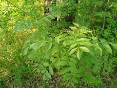 Fraxinus pallisiae