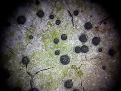 Bilimbia sabuletorum