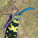 Fulgoromorpha - Photo (c) Vijay Anand Ismavel,  זכויות יוצרים חלקיות (CC BY-NC-SA)