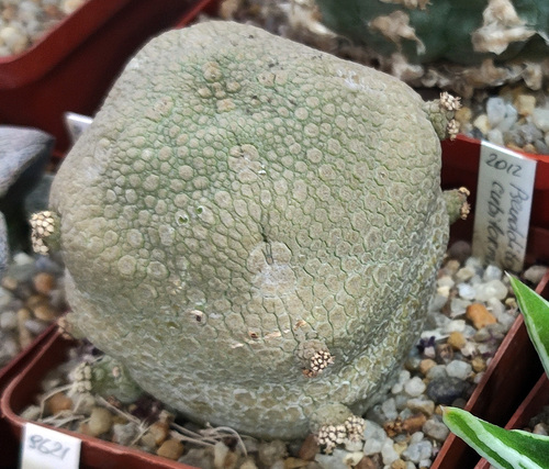 Pseudolithos cubiformis (P.R.O.Bally) P.R.O.Bally